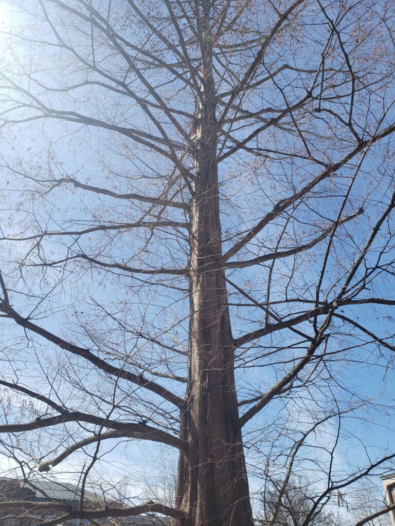 Smith College Metasequoia without leaves.
